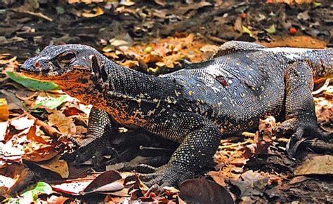 bayawak price|Online illegal wildlife trade targeting PHL’s monitor lizards.